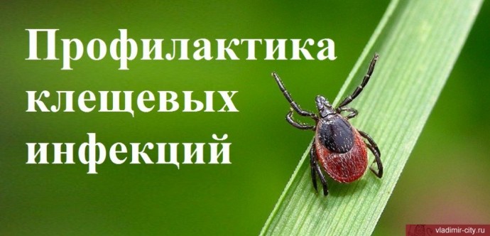Работает "горячая линия" по вопросам профилактики инфекций, передающихся клещами