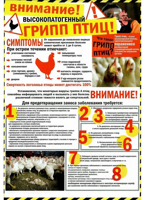 Внимание  ГРИПП Птиц!!!!